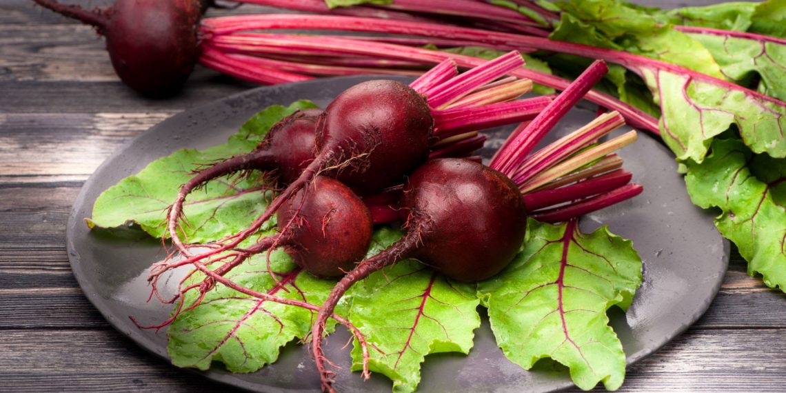 آغاز برداشت محصول چغندرقند پاییزه در دزفول