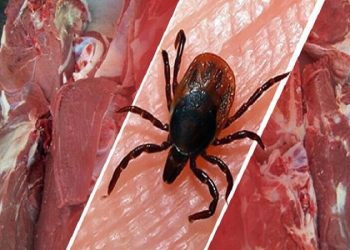 هشدار سازمان دامپزشکی درباره شیوع تب کریمه کنگو به دامداران