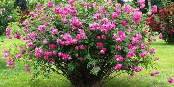 پیش‌بینی برداشت هفت تُن گل محمدی در گنبدکاووس