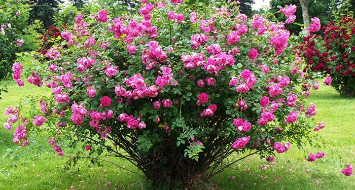 پیش‌بینی برداشت هفت تُن گل محمدی در گنبدکاووس