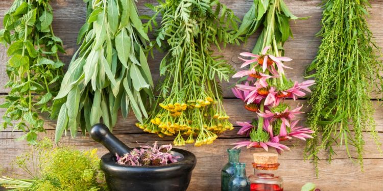 تشکیل کنسرسیوم‌های تخصصی برای تنوع‌بخشی به سبد گیاهان دارویی و طب سنتی