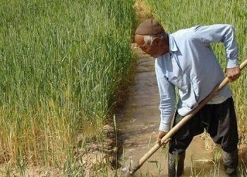 ۴۰ هزار تن محصول سیر از مزارع استان اردبیل برداشت می‌شود