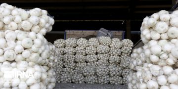 مجوز صادرات پیاز تا پایان خرداد صادر شد/سقف مجاز ۵۰ هزار تن