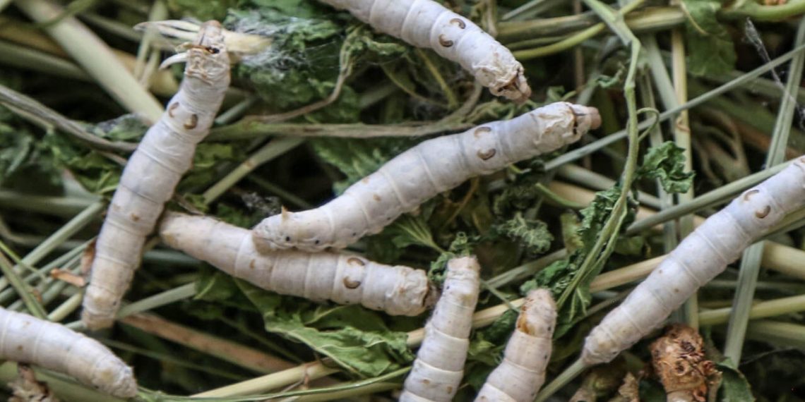 توزیع رایگان تخم نوغان در سه شهرستان کردستان