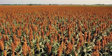 تصویب یارانه مصرف نهاده سورگوم/ فروش سورگوم و کنجاله سویا در بازارگاه مهیا شد