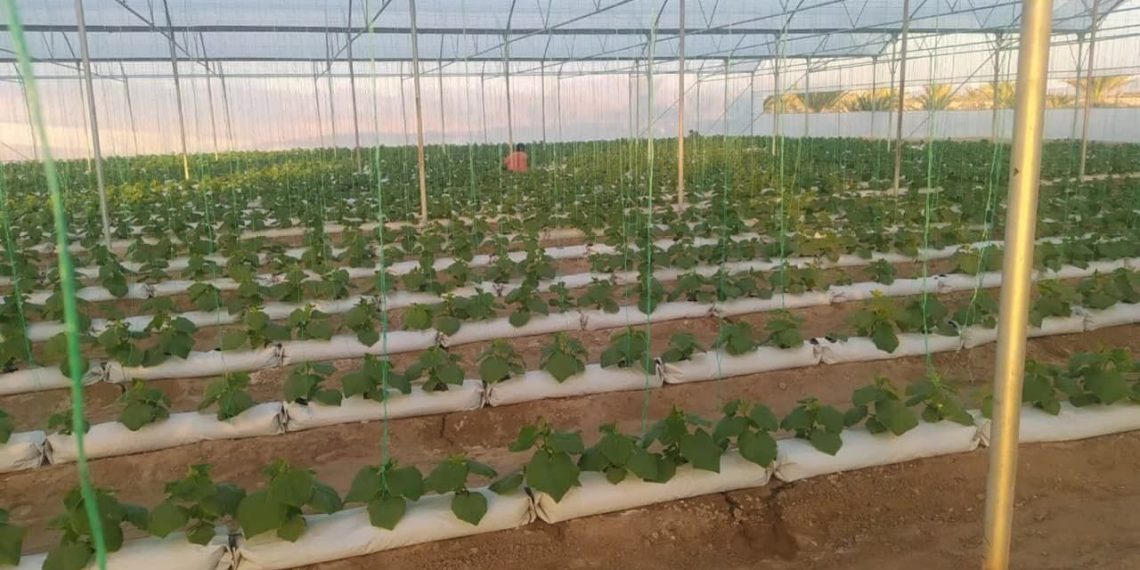 سرمایه‌گذاری بخش خصوصی در ۱۳۰۰ طرح بخش کشاورزی سیستان و بلوچستان