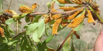 تهدید زنگ جارویی برای زرشک‌کاران خراسان جنوبی