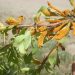 تهدید زنگ جارویی برای زرشککاران خراسان جنوبی