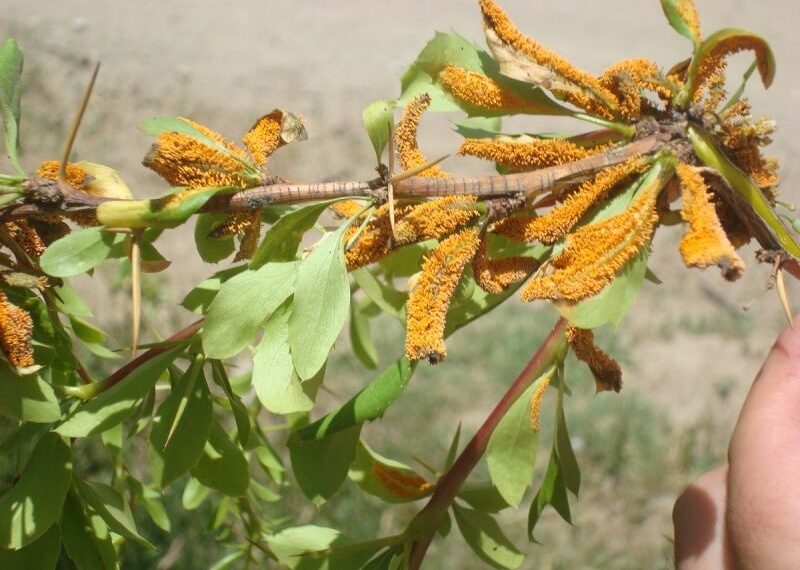 تهدید زنگ جارویی برای زرشک‌کاران خراسان جنوبی