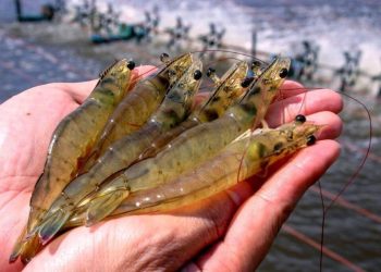 بیش از هشت هزار هکتار اراضی جاسک مستعد پرورش میگو است