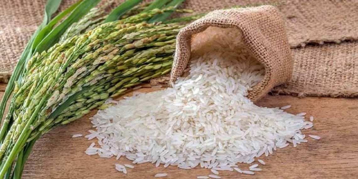 واردات برنج نصف شد