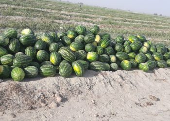 افزایش ۶۶.۶۷ درصدی قیمت هندوانه در هفته جاری+جدول