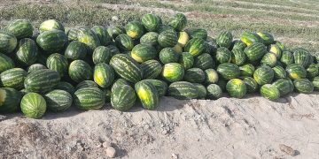 افزایش ۶۶.۶۷ درصدی قیمت هندوانه در هفته جاری+جدول