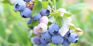 میوه‌ای که فشار خون را کاهش می‌دهد و مغز را تقویت می‌کند