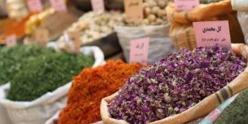 آغاز برداشت گیاهان دارویی/حنا در روزهای آینده برداشت می‌شود