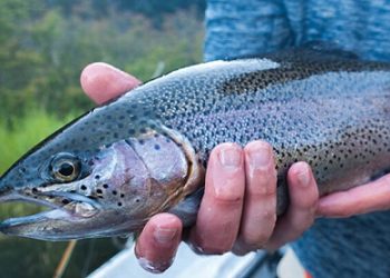 تولید قزل آلا به ۱۰۰ هزارتن می رسد