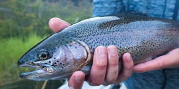 تولید قزل آلا به ۱۰۰ هزارتن می رسد