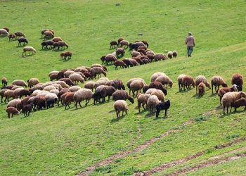 تولید قراردادی گوشت قرمز عشایر در دستور کار است