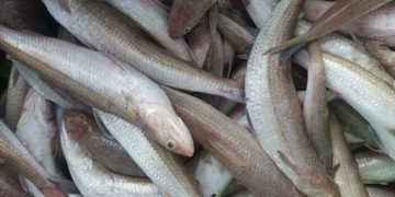 تولید نسل سوم قزل آلا SPF برای تولید تخم چشم زده کیفی