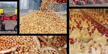 تامین نهاده با قیمت سال قبل/ نظارت واحدهای‌ مرغ مادر بر قیمت جوجه
