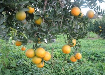 تولید محصولات باغی ١٢ میلیون تن برآورد شد