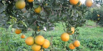 تولید محصولات باغی ١٢ میلیون تن برآورد شد