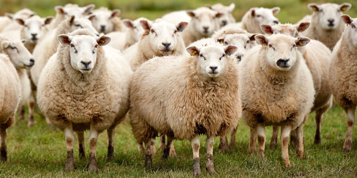 توزیع هوشمند نهاده دامی، سوخت و کالا به عشایر کشور