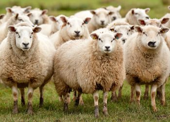 توزیع هوشمند نهاده دامی، سوخت و کالا به عشایر کشور