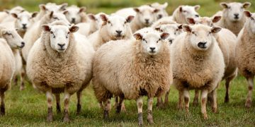 توزیع هوشمند نهاده دامی، سوخت و کالا به عشایر کشور