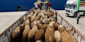 فروش اینترنتی گوسفند زنده در سایت دام سبز