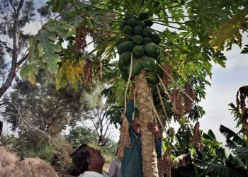 تولید ۲۳۶ هزار تن میوه گرمسیری در سیستان و بلوچستان