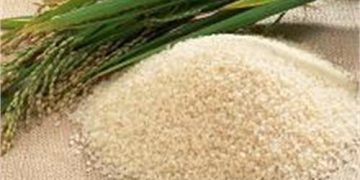 هدف طرح خرید برنج توسط اعضای انجمن تولیدکنندگان برنج ایران حمایت از شالیکاران است