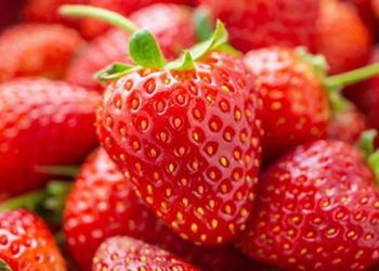 چالش‌های تولید توت‌فرنگی