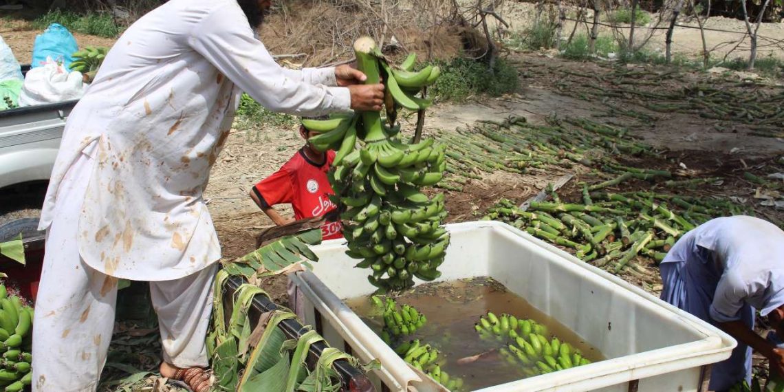 اختصاص ۷۱۳۶ هکتار از باغات سیستان و بلوچستان به کشت موز