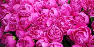 اجرای ۳۱ طرح تحقیقاتی با هدف افزایش تولید «گل محمدی» در کشور