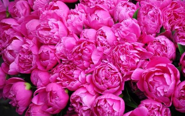 اجرای ۳۱ طرح تحقیقاتی با هدف افزایش تولید «گل محمدی» در کشور