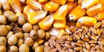 نماینده مجلس : برای خودکفایی سه نهاده جو ، ذرت و سویا هدف گذاری شده است