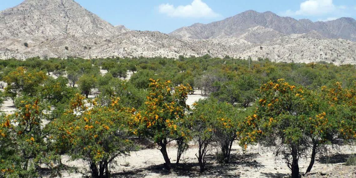 امکان تکثیر درخت روبه انقراض «انارشیطان» در جنوب کرمان فراهم شد