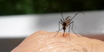 ۸ نشانه گزیدگی و بهترین پماد برای نیش حشرات