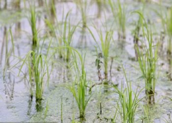 ۴۷ درصد از اراضی شالیزاری شفت وجین شده است