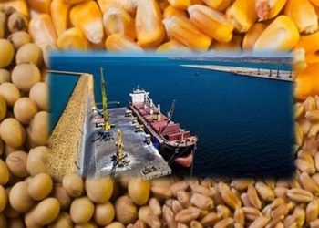 بنادر مازندران لنگرگاه ذرت‌های آلوده/محموله‌های فاسد روی میز قضا