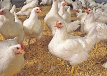 عرضه گوشت طیور در کشتارگاه ها افزایش یافت