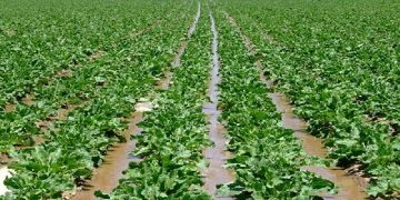 افزایش چهار هزار هکتاری کشت چغندر قند اولویت کشت و صنعت مغان است