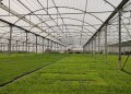 ساخت ۶۷ درصد از گلخانههای کشور به شکل خود اجرایی