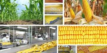 وظیفه وزارت کشاورزی، تنظیم بازار است یا اخلال در بازار؟!