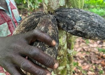 شکلات کمیاب می‌شود؟