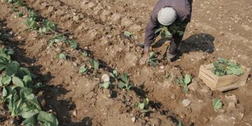 برنامه ویژه وزارت جهادکشاورزی برای کمک به کشاورزان سیستان و بلوچستان