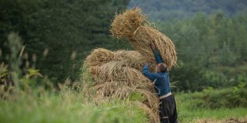 اختصاص ۵۰۰ میلیارد تومان برای خرید برنج استان های شمالی