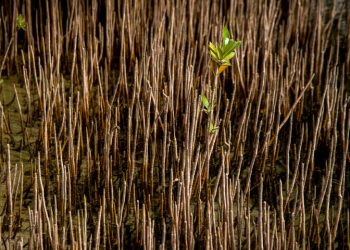 تلاش براى توسعه ى جنگل هاى مانگرو هرمزگان شتاب گرفت