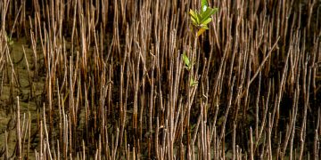 تلاش براى توسعه ى جنگل هاى مانگرو هرمزگان شتاب گرفت